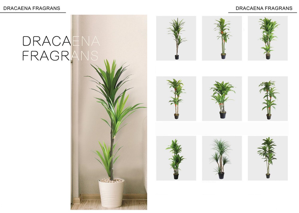 DRACAENA FRAGRANS